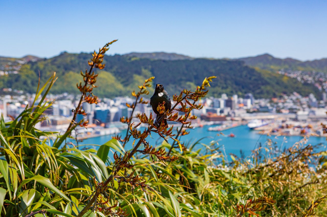 View of Wellington City with Tui, New Zealand.
